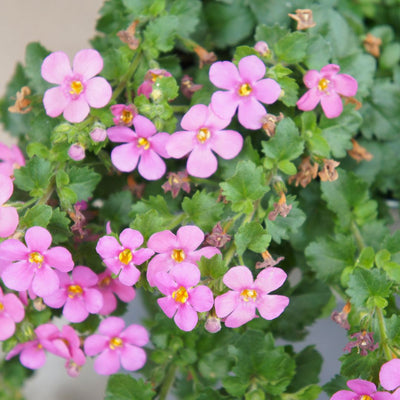 Brahmi