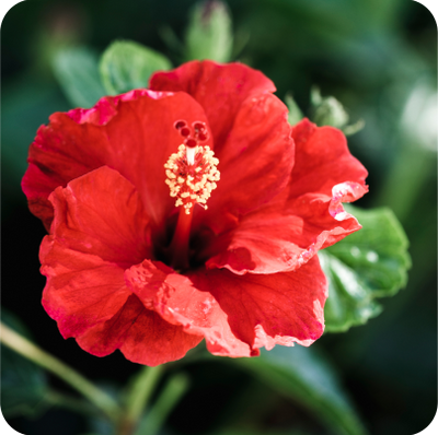 Hibiscus