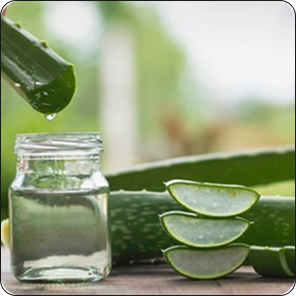 Aloe vera leaf