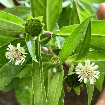Bhringraj
